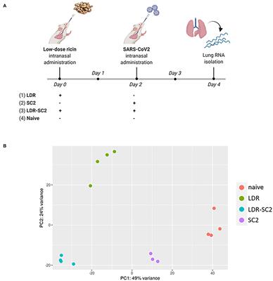 Transcriptome Analysis of Lungs in a Mouse Model of Severe COVID-19